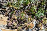 Sempervivum transcaucasicum