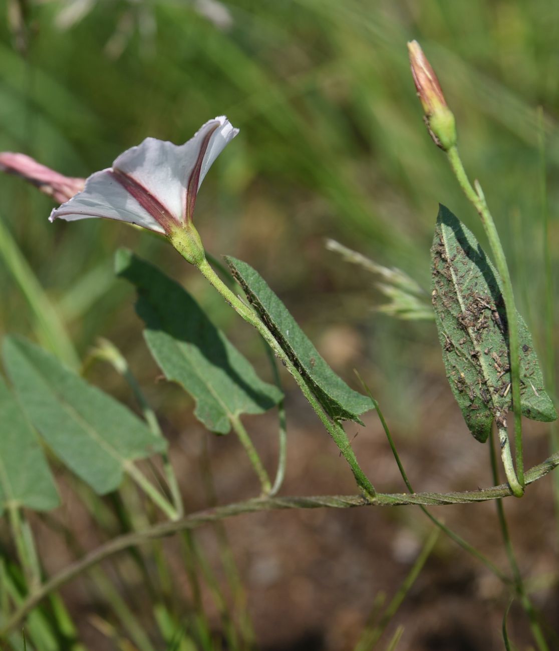 Image of Convolvulus arvensis specimen.