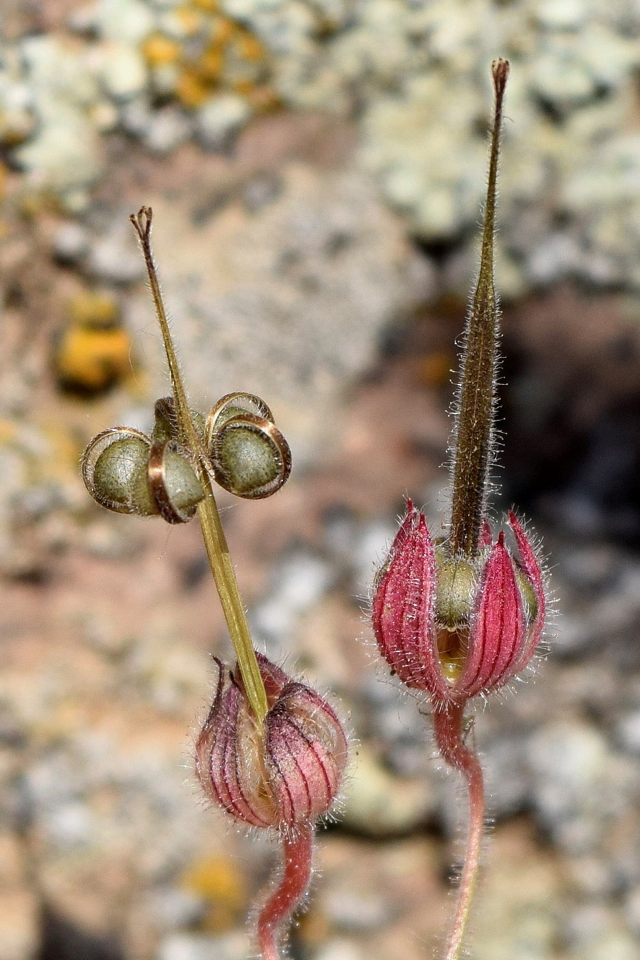 Image of Geranium rotundifolium specimen.