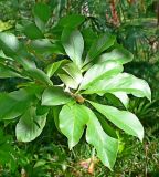 genus Magnolia. Верхушка ветви. Абхазия, г. Сухум, Сухумский ботанический сад. 25.09.2022.