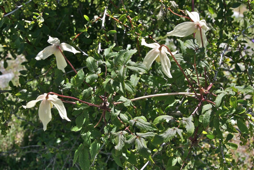 Image of Atragene sibirica specimen.