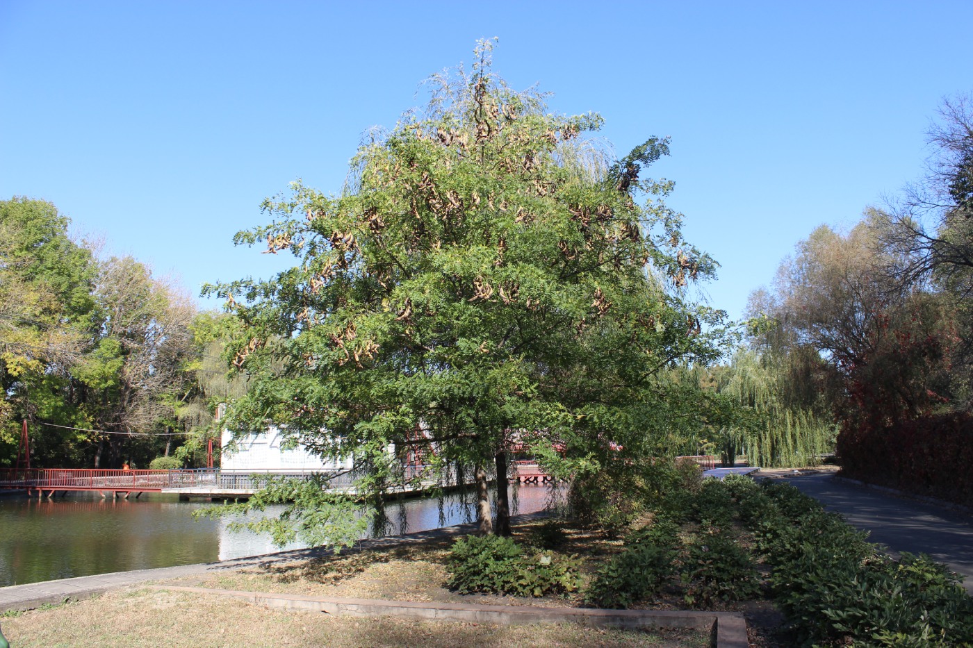 Изображение особи Gleditsia japonica.