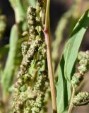 род Atriplex