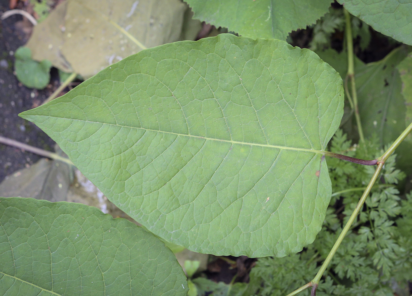 Image of genus Reynoutria specimen.