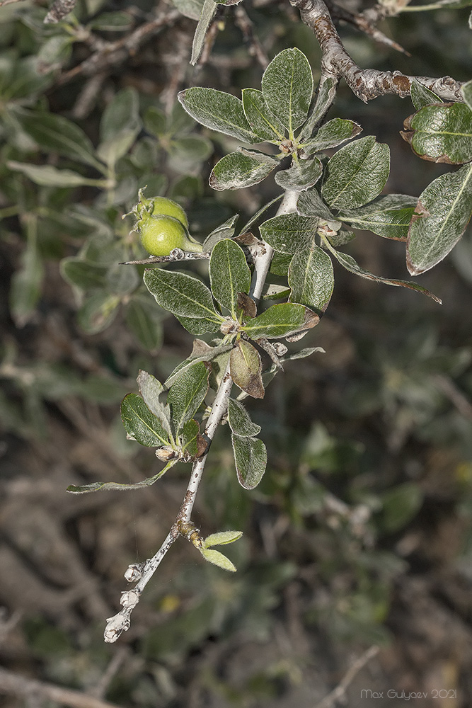 Image of Pyrus elaeagrifolia specimen.