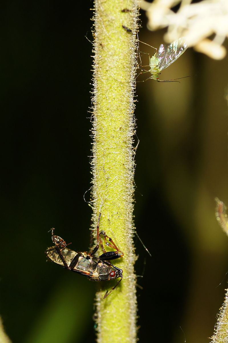 Image of Silene viscosa specimen.