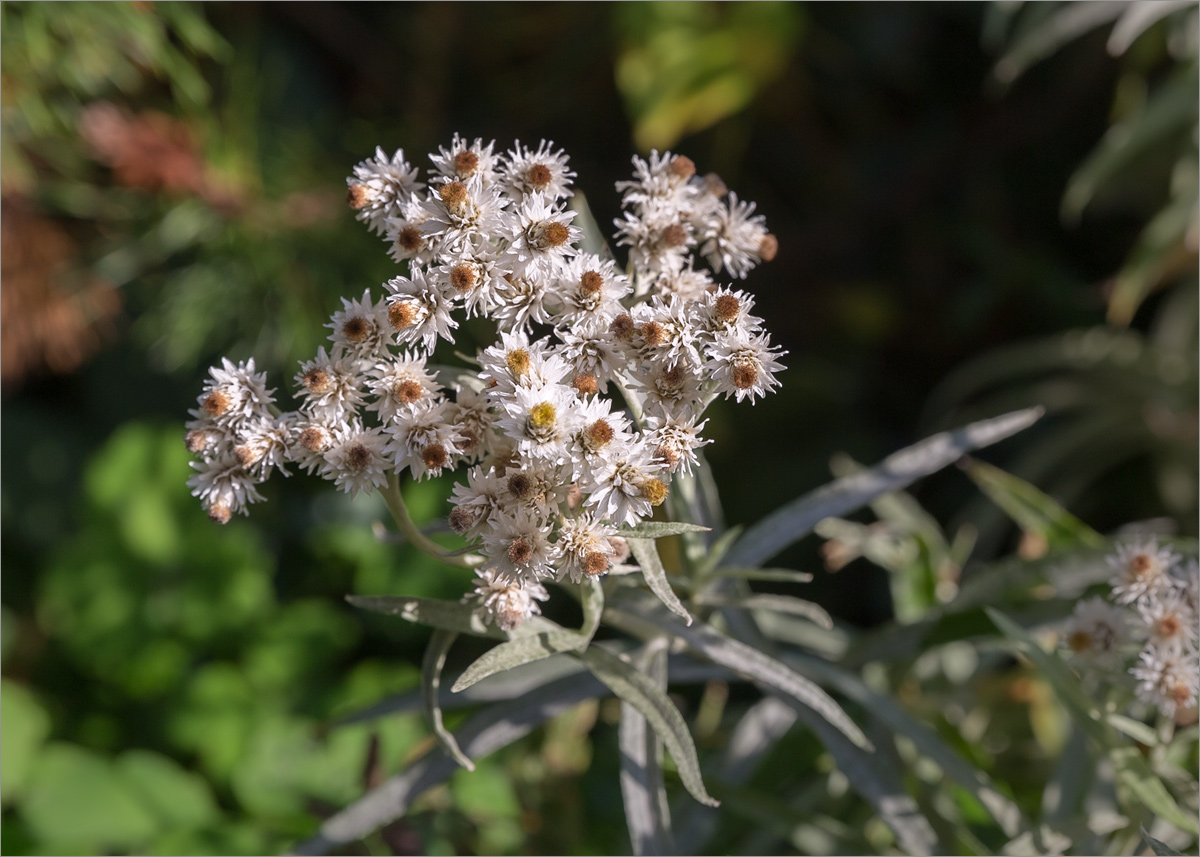 Image of Anaphalis margaritacea specimen.