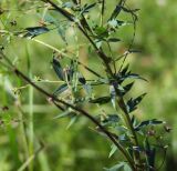 Thalictrum simplex