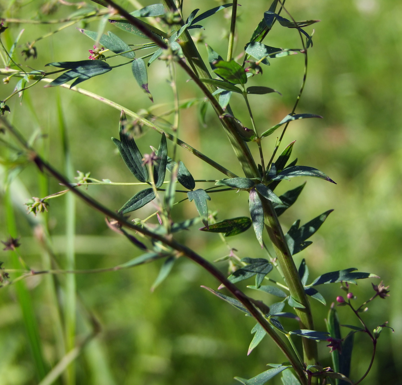 Image of Thalictrum simplex specimen.