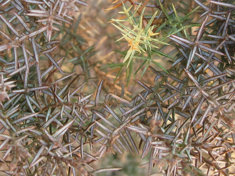 Image of Juniperus davurica specimen.