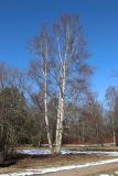 Betula papyrifera. Покоящиеся взрослые деревья. Санкт-Петербург, Старый Петергоф, парк \"Сергиевка\", луг напротив дирекции. 09.04.2023.