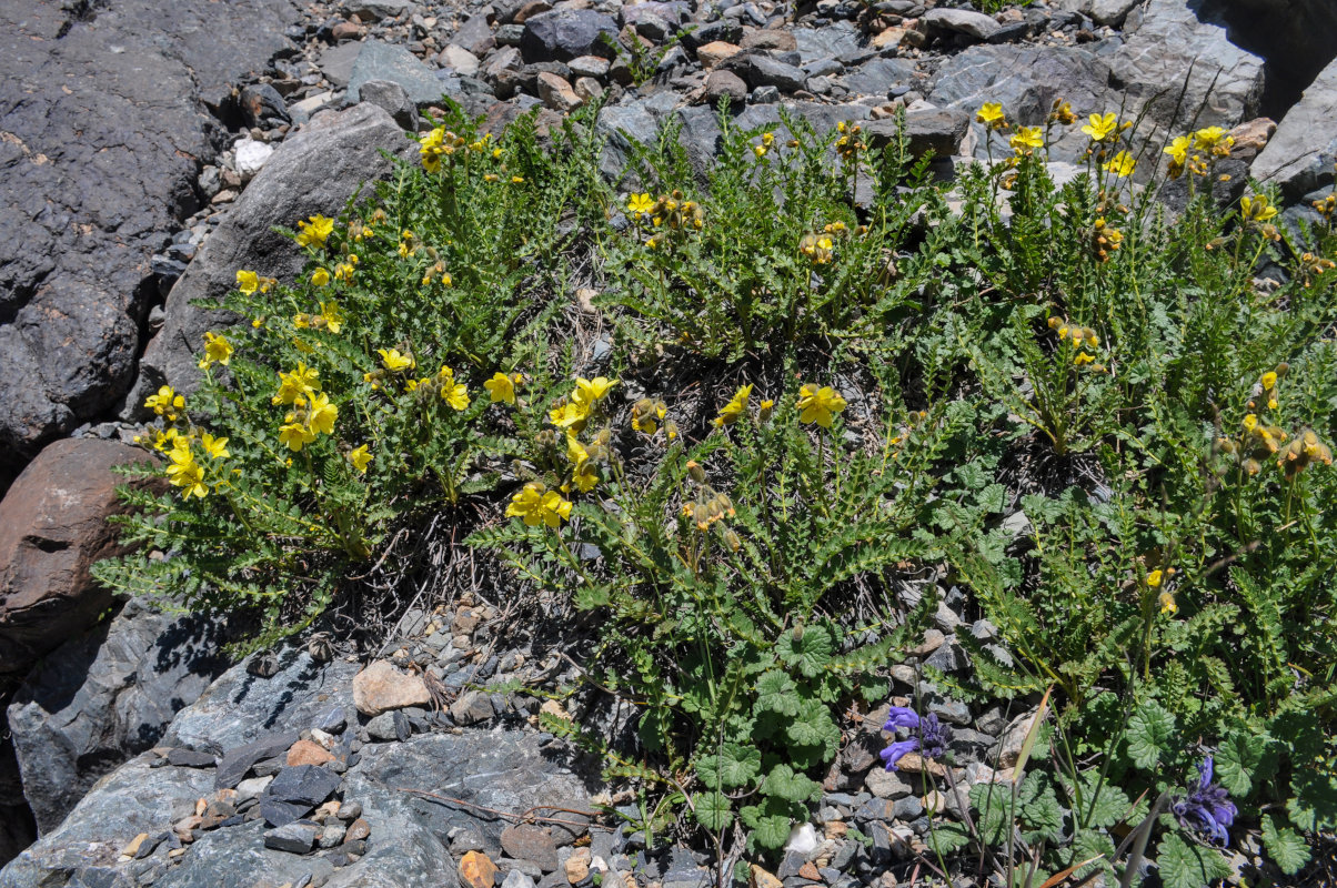 Image of Biebersteinia odora specimen.