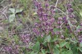 Salvia verticillata