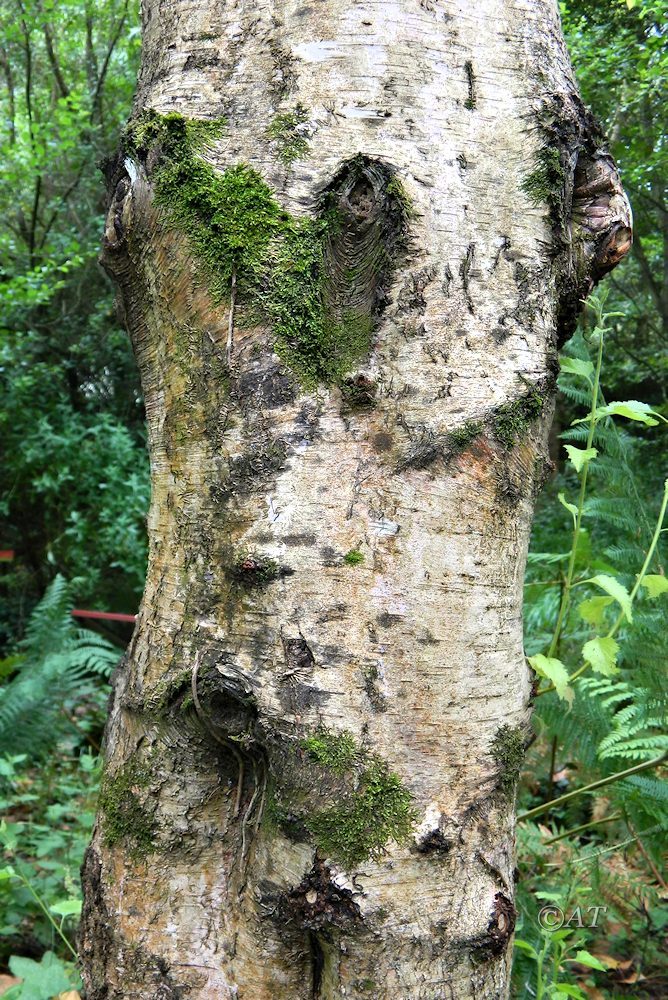 Image of Betula celtiberica specimen.