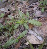 Dryas punctata. Розетка листьев цветущего растения. Пермский край, Добрянский р-н, окр. с. Полазна, берег Камского водохранилища, обнажения гипса. 28.05.2023.