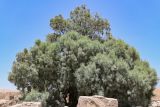Casuarina equisetifolia. Взрослые деревья. Египет, мухафаза Кена, г. Луксор, у развалин храма. 06.05.2023.