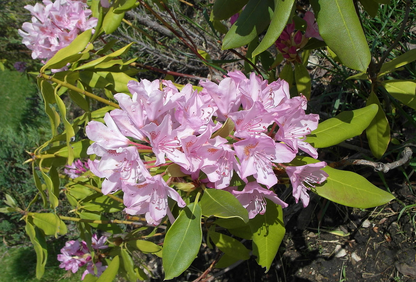 Image of genus Rhododendron specimen.