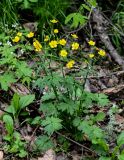 Ranunculus grandifolius
