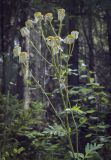 Pyrethrum corymbosum