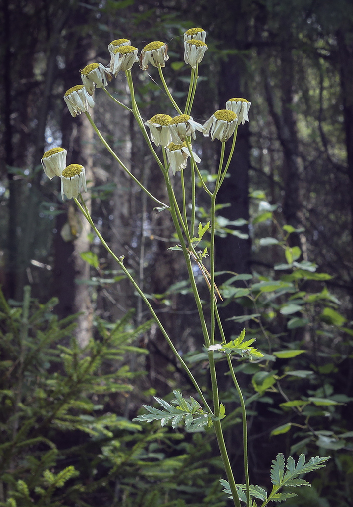 Image of Pyrethrum corymbosum specimen.