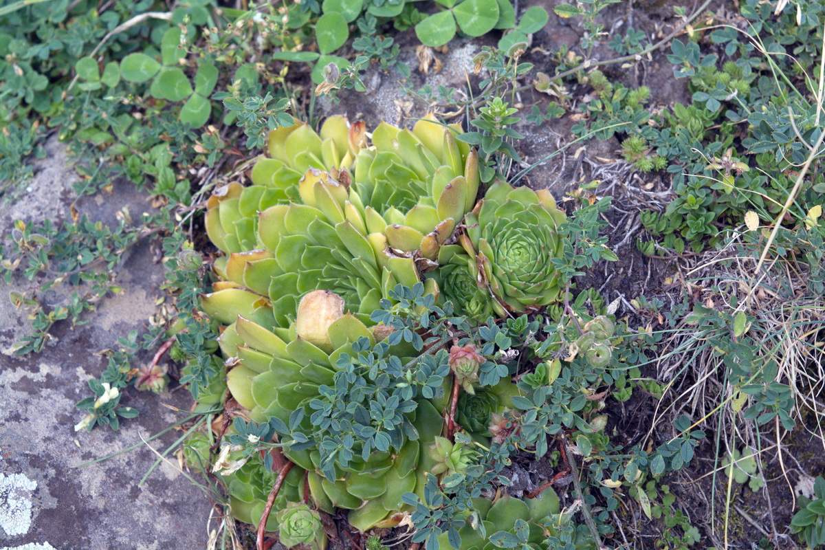 Изображение особи Sempervivum caucasicum.