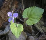 Viola selkirkii. Цветок и листья. Пермский край, г. Пермь, Дзержинский р-н, м-н Акуловский, смешанный лес. 13.05.2023.