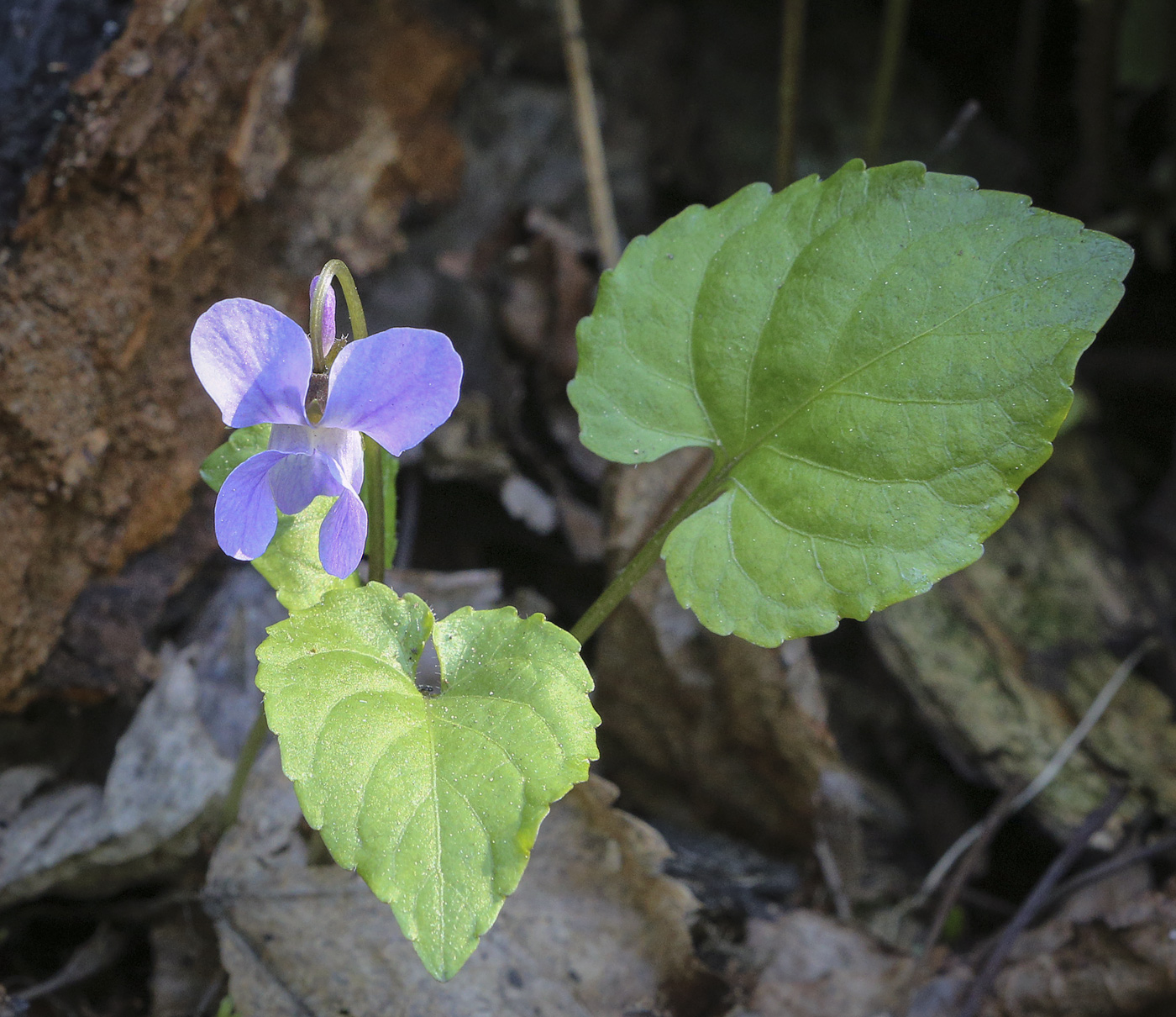 Image of Viola selkirkii specimen.