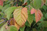 Corylus americana. Часть ветви с листьями в осеннем окрасе и мужскими серёжками. Ярославская обл., г. Переславль-Залесский, дендрологический сад. 19.09.2023.