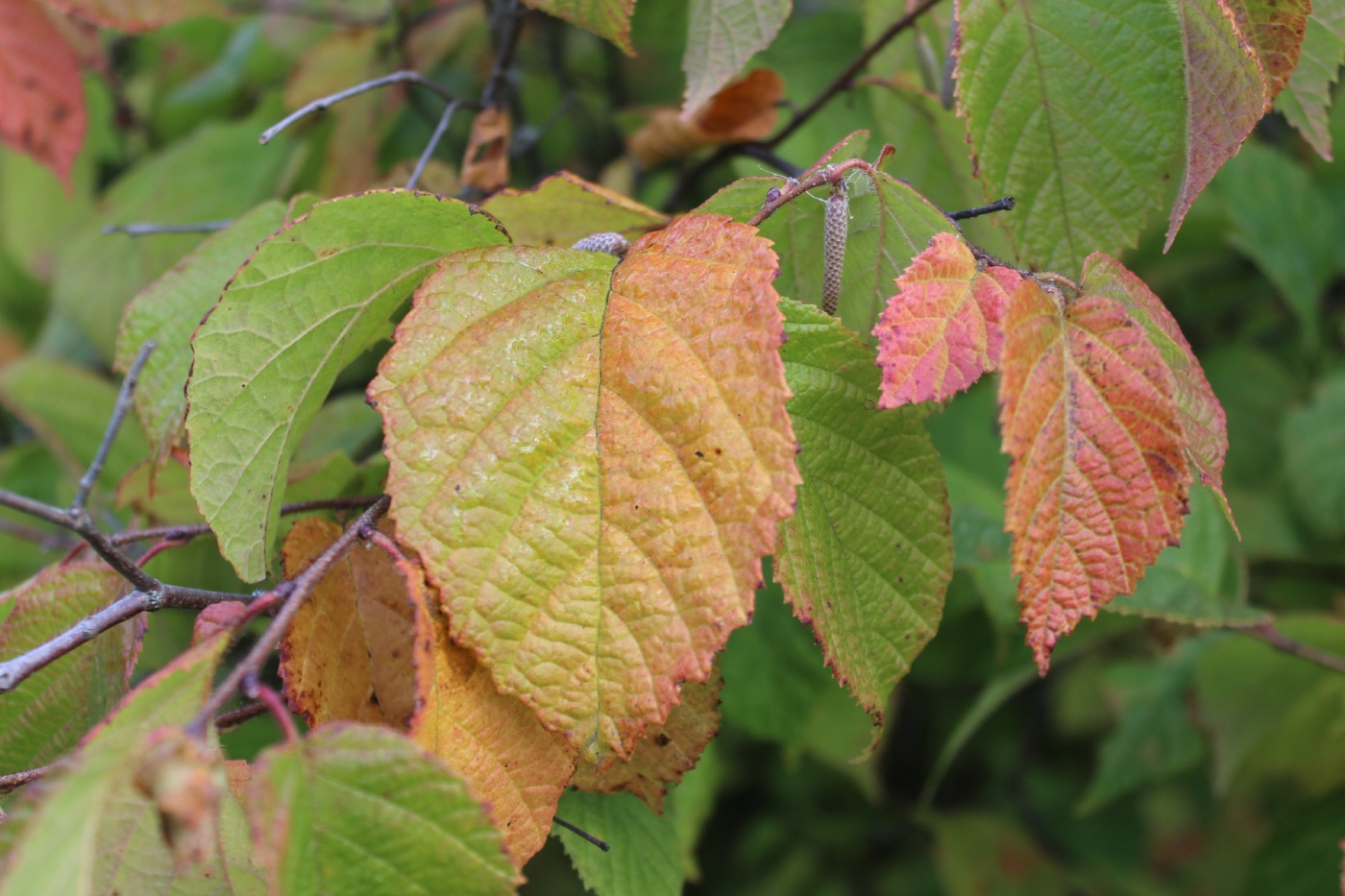 Изображение особи Corylus americana.