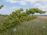 Rumex crispus. Соплодие. Краснодарский край, Темрюкский р-н, гора Дубовый Рынок, разнотравно-злаковый луг. 17.06.2017.