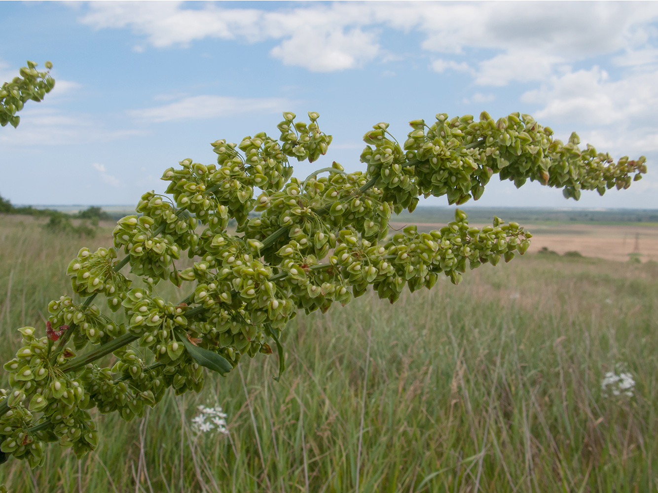 Изображение особи Rumex crispus.