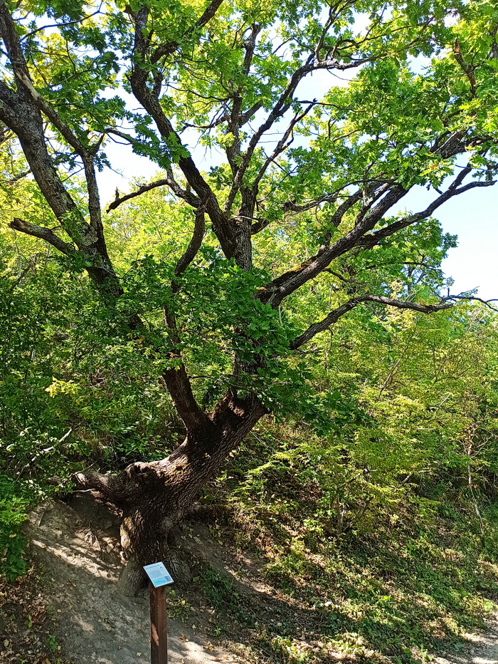 Изображение особи Quercus pubescens.