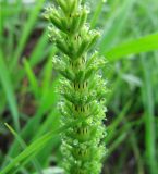 Equisetum arvense