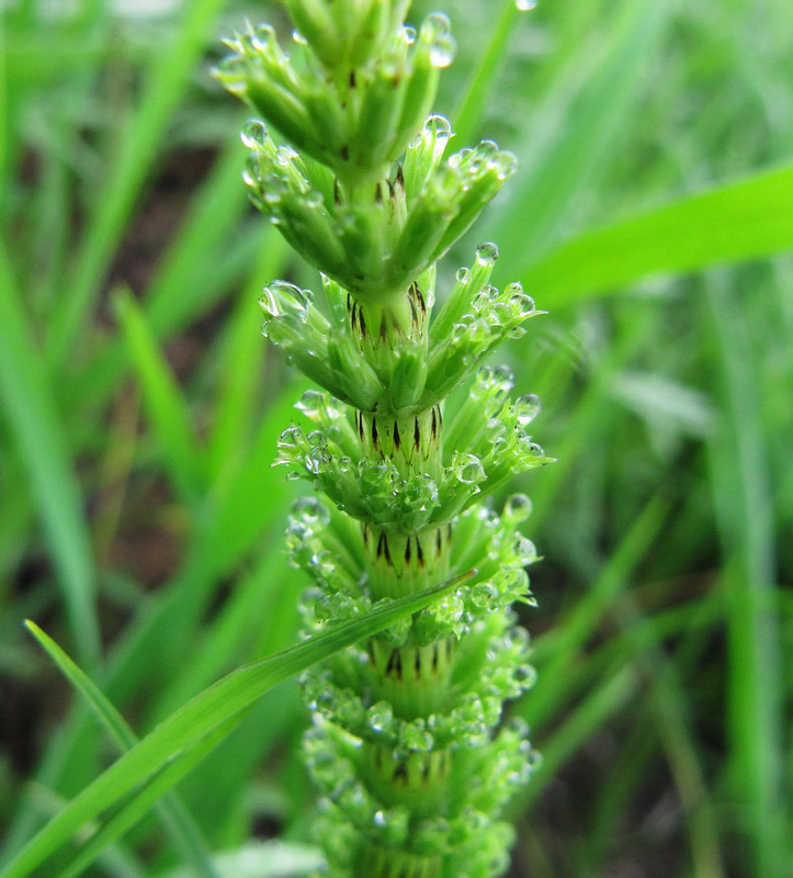 Image of Equisetum arvense specimen.