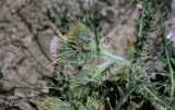 Cirsium semenowii