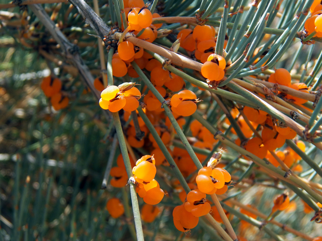 Image of Ephedra equisetina specimen.