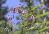 Prenanthes purpurea. Верхушка общего соцветия с соцветиями в разных фазах цветения. Испания, автономное сообщество Каталония, провинция Жирона, комарка Рипольес, муниципалитет Сеткасес, гора Сант-Микель, нижняя часть склона южной экспозиции, 1710 м н.у.м., берег ручья. 10.08.2021.