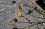 Erigeron cabulicus