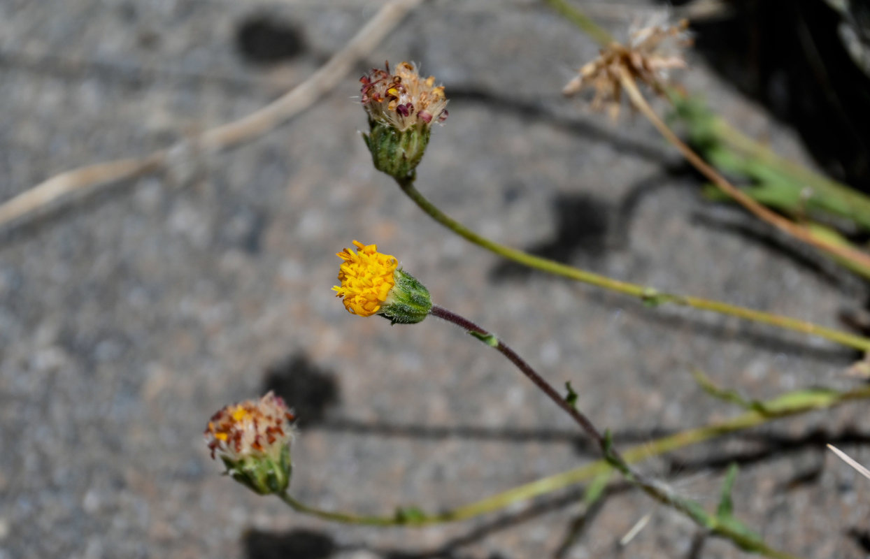 Image of Erigeron cabulicus specimen.