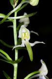 Platanthera × hybrida. Цветок. Краснодарский край, г/о Сочи, Адлерский р-н, окр. с. Хлебороб, выс. ок. 280 м н.у.м., грабинник. 28 мая 2023 г.
