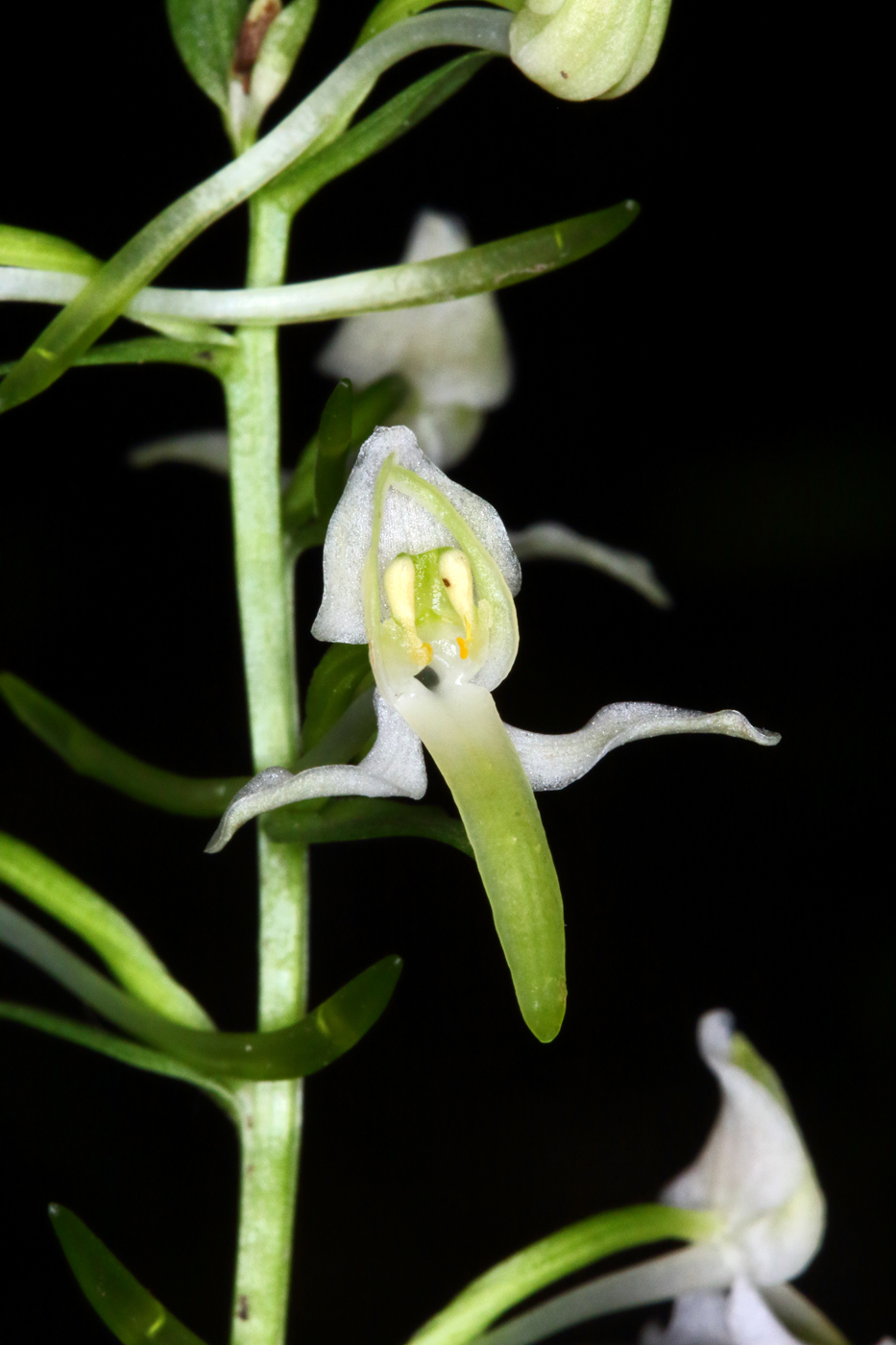 Изображение особи Platanthera &times; hybrida.