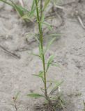 Conyza canadensis