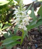 Dactylorhiza aristata