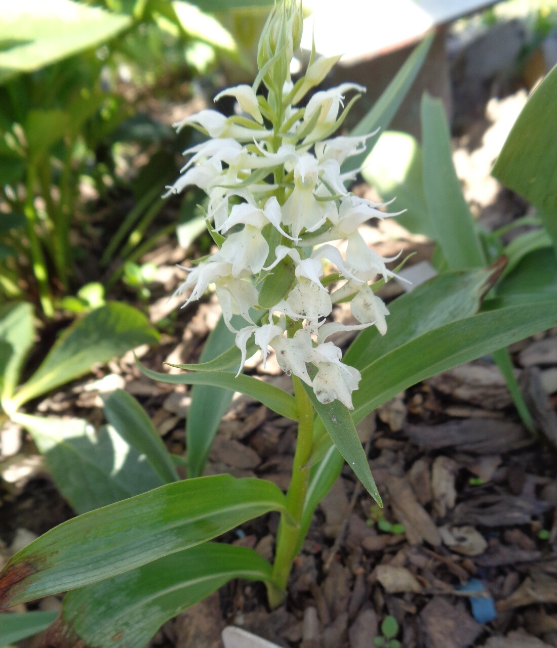 Изображение особи Dactylorhiza aristata.