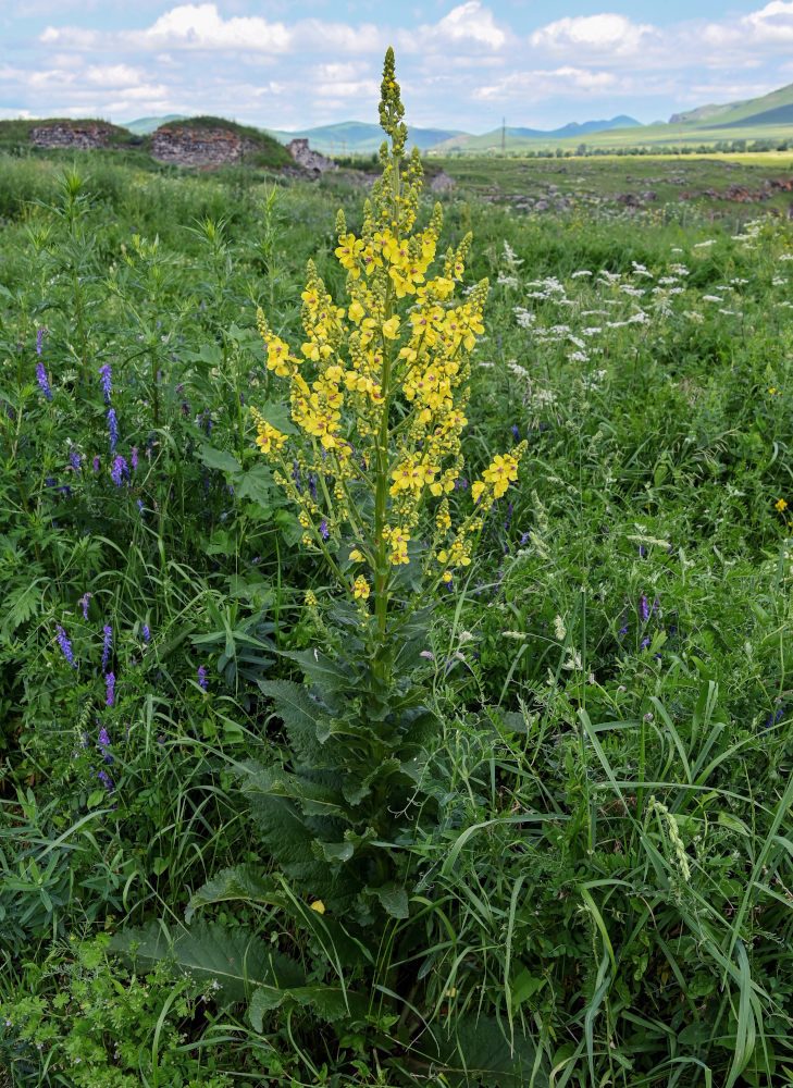 Изображение особи Verbascum pyramidatum.