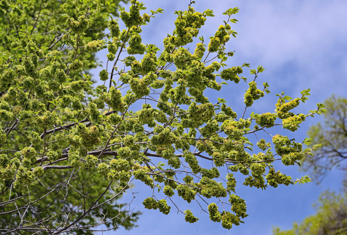 Изображение особи Ulmus minor.