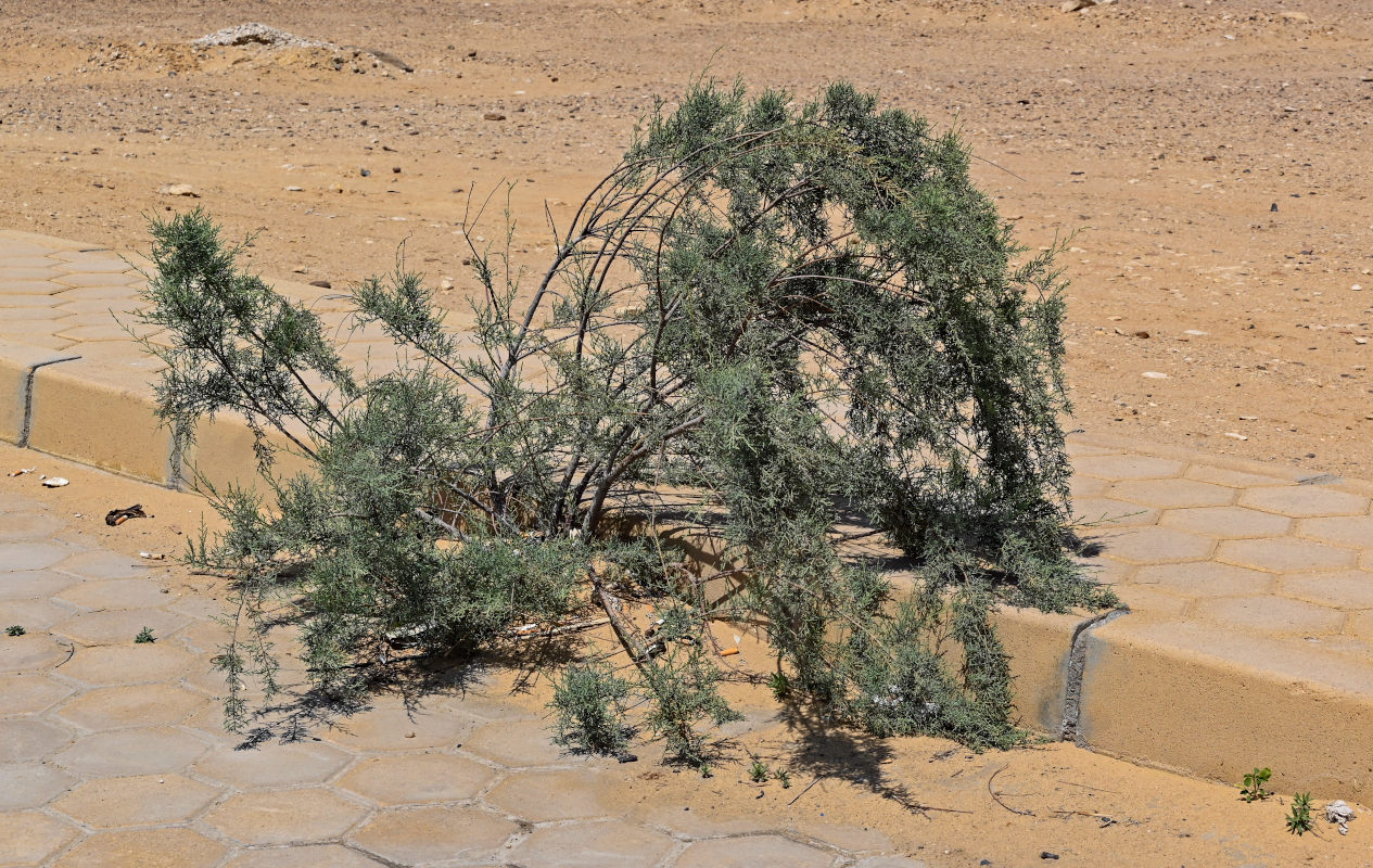 Image of genus Tamarix specimen.