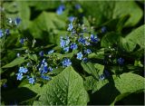 Brunnera sibirica. Соцветия и листья. Московская обл., Раменский р-н, окр. дер. Хрипань, садовый участок. 29.05.2024.