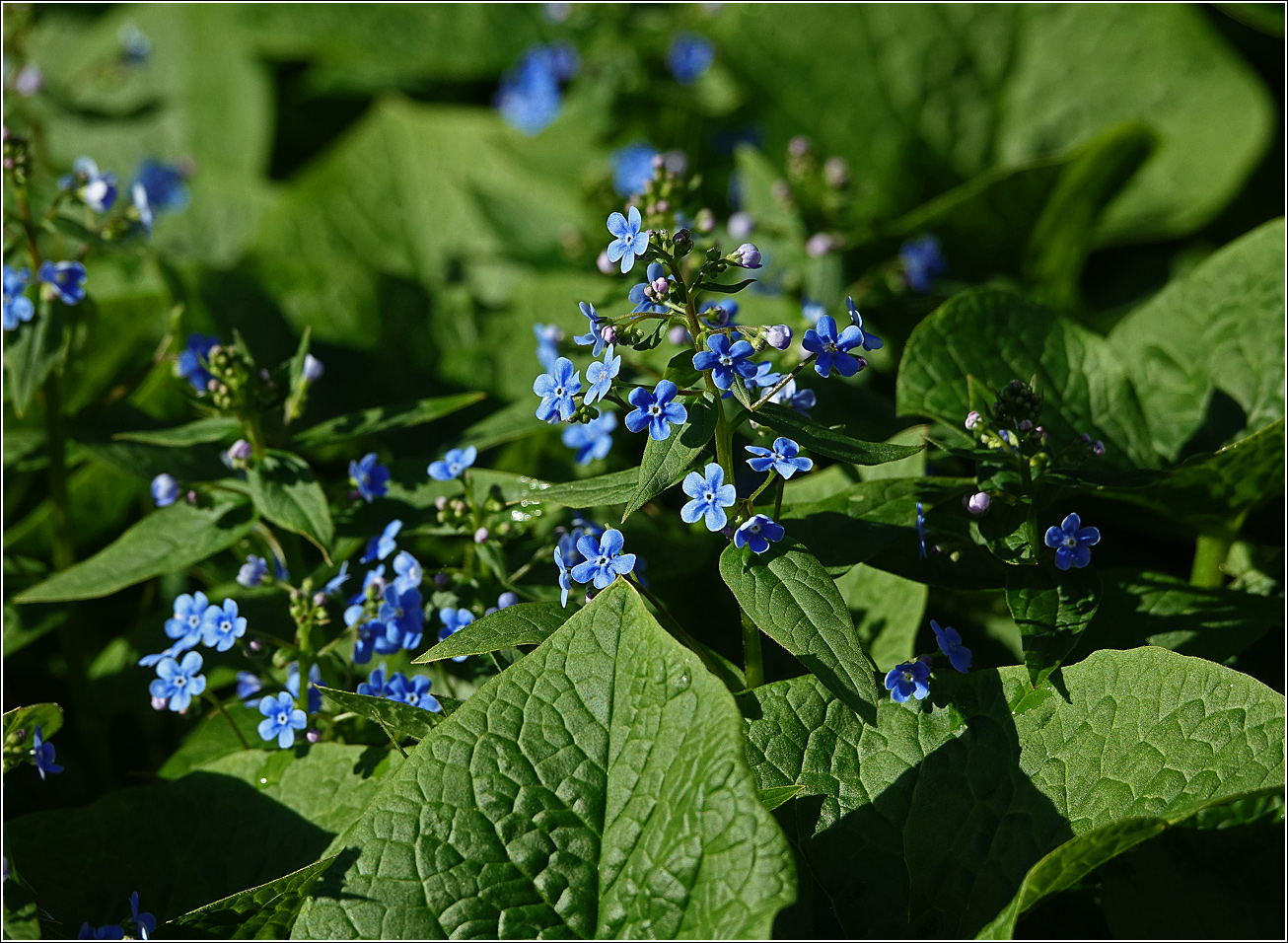Image of Brunnera sibirica specimen.