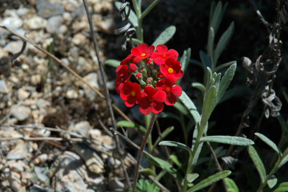 Image of Androsace bulleyana specimen.